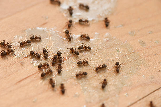 Wasp Removal Services in St Paul Park, MN