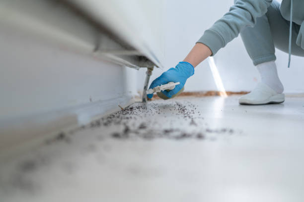 Best Cockroach Control Services  in St Paul Park, MN